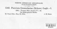 Puccinia grossulariae image